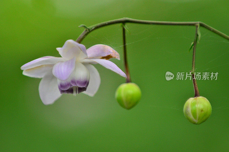 Anemonopsis macrophylla花